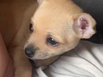 Female Chichuahua puppy for sale in Monaghan