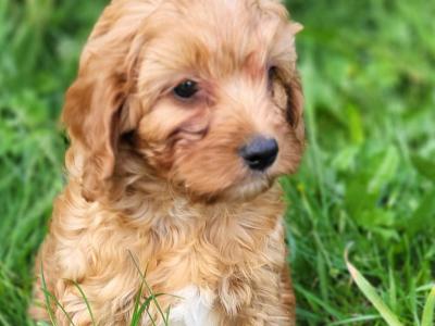 Ruby Cavapoo Puppies in Wexford