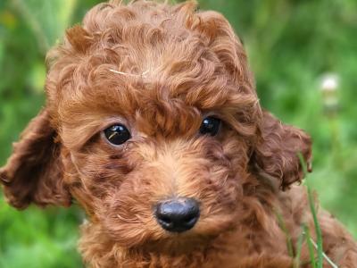 Ruby Cavapoo Puppies in Wexford