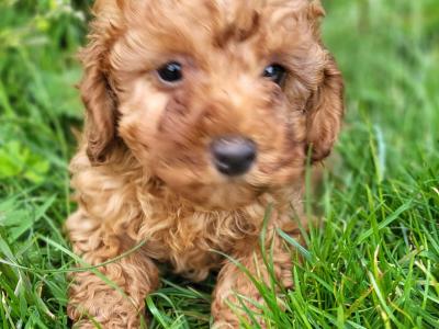 Ruby Cavapoo Puppies in Wexford