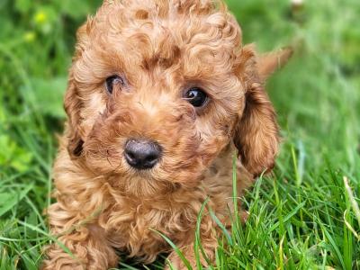 Ruby Cavapoo Puppies in Wexford