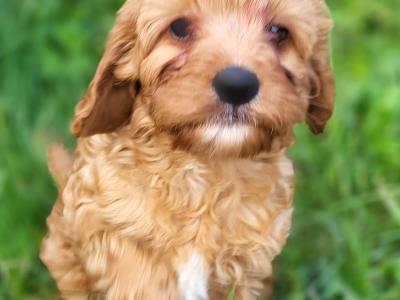 Ruby Cavapoo Puppies in Wexford