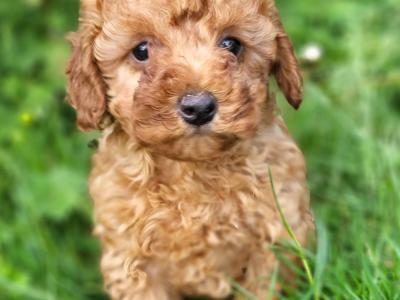 Ruby Cavapoo Puppies in Wexford