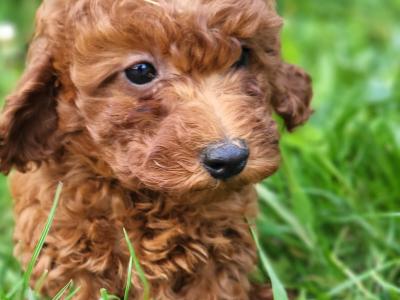 Ruby Cavapoo Puppies in Wexford