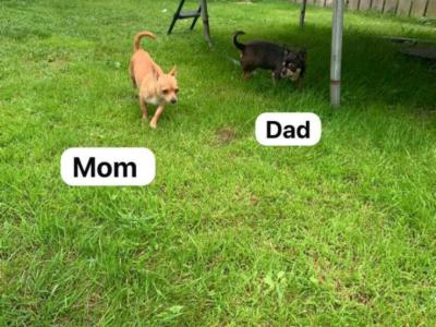 Male Chihuahua puppies in Galway