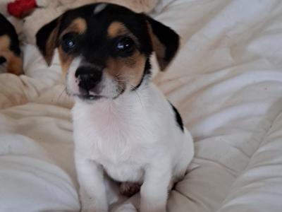 Female Jack Russell puppy in Tipperary
