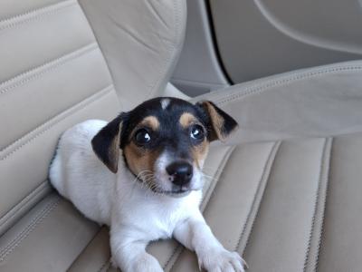 Female Jack Russell puppy in Tipperary