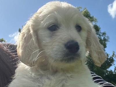 Goldendoodle puppies in Kildare