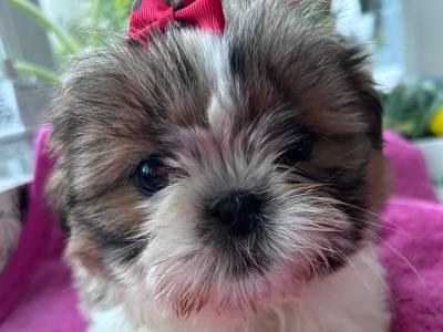 Purebred Shih Tzu puppies in Tipperary