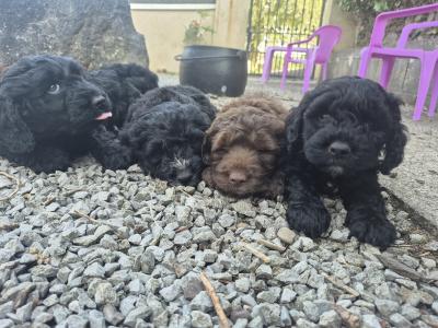 Miniature Sproodle puppies in Cork