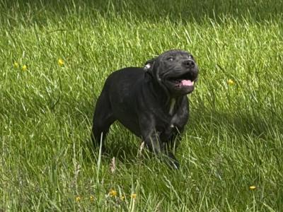 IKC Registered English Staffordshire Bull Terrier BLUE RARE puppy. Only female left, last chance.