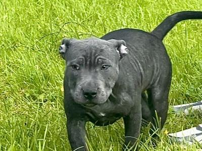 IKC Registered English Staffordshire Bull Terrier BLUE RARE puppy. Only female left, last chance.