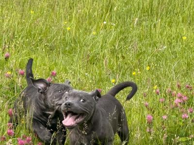 IKC Registered English Staffordshire Bull Terrier BLUE RARE puppy. Only female left, last chance.