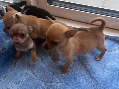 Male Chihuahua puppies in Galway