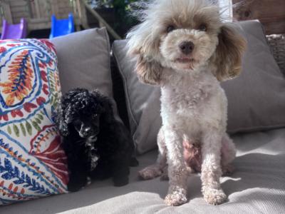 Toy Poodle’s IKC Registered