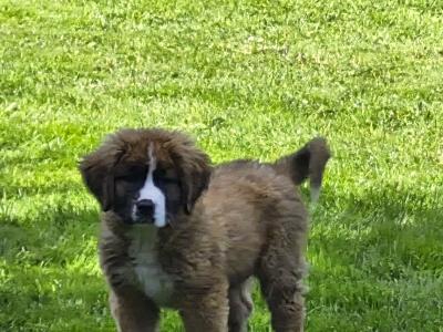 St. Bernese puppies in Laois