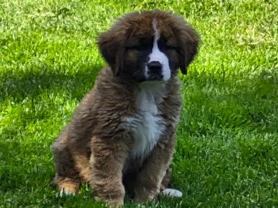 St. Bernese puppies in Laois