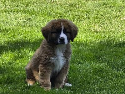 St. Bernese puppies in Laois