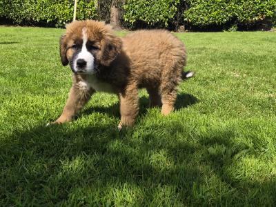 St. Bernese puppies in Laois