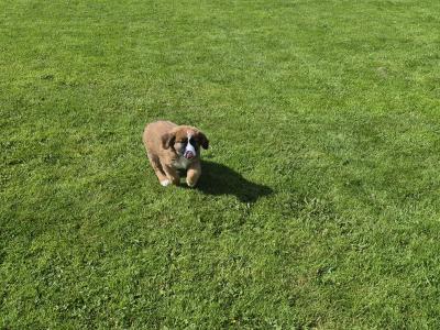 St. Bernese puppies in Laois