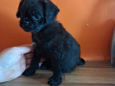 Pug Cross Breed