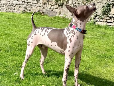 Pedigree IKC Registered American Hairless Terrier puppie 7 months old in Laois