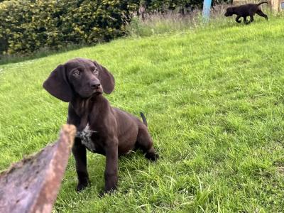 One male & One female left Shorthaired German Pointer puppies in Monaghan