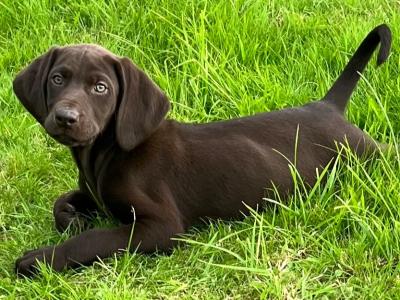 One male & One female left Shorthaired German Pointer puppies in Monaghan