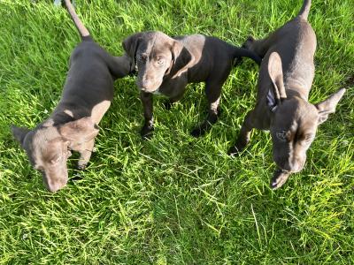 One male & One female left Shorthaired German Pointer puppies in Monaghan