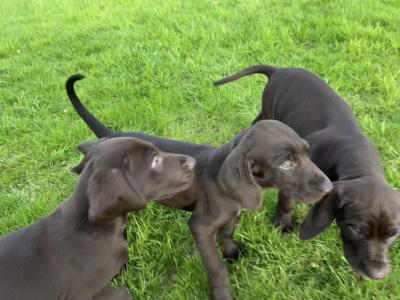 One male & One female left Shorthaired German Pointer puppies in Monaghan