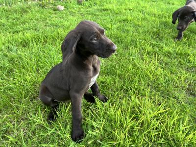 One male & One female left Shorthaired German Pointer puppies in Monaghan