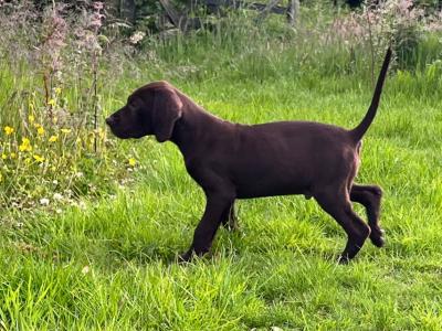 One male & One female left Shorthaired German Pointer puppies in Monaghan