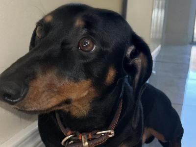 Black & Tan Dachshund stud Dog available in Wexford