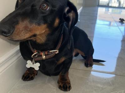 Black & Tan Dachshund Stud Dog Available