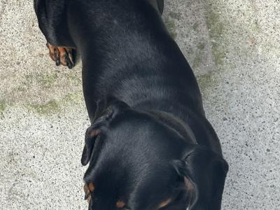 Black & Tan Dachshund Stud Dog Available