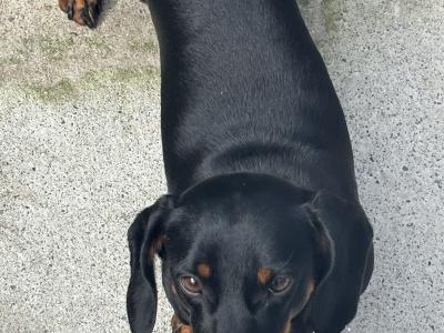 Black & Tan Dachshund Stud Dog Available