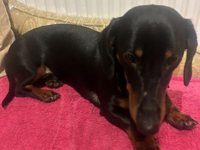 Black & Tan Dachshund Stud Dog Available