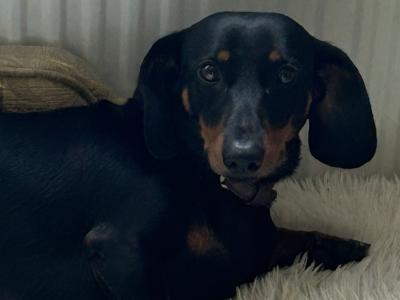 Black & Tan Dachshund stud Dog available in Wexford