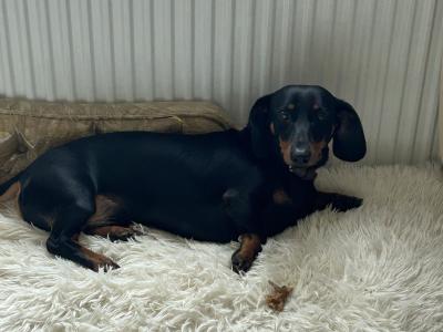 Black & Tan Dachshund Stud Dog Available