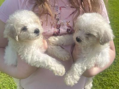 Beautiful Bichon Frise puppies in Limerick