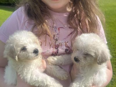 Beautiful Bichon Frise puppies in Limerick
