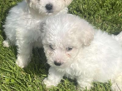 Beautiful Bichon Frise puppies in Limerick