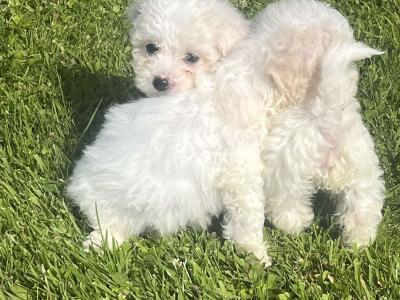 Beautiful Bichon Frise puppies in Limerick