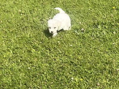 Beautiful Bichon Frise puppies in Limerick