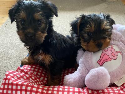 Purebred Small ❤️Yorkshire Terrier puppies  ❤️in Meath