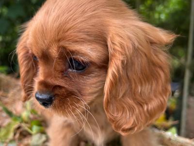 🐶Ruby Cavalier King Charles Puppies 🐶