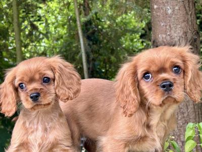 🐶Ruby Cavalier King Charles Puppies 🐶