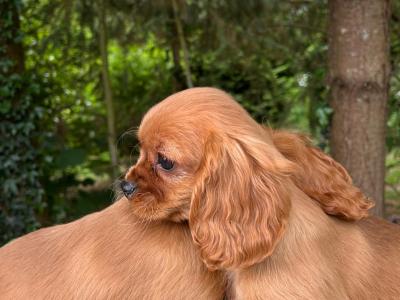 🐶Ruby Cavalier King Charles Puppies 🐶