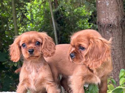 🐶Ruby Cavalier King Charles Puppies 🐶