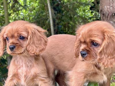 🐶Ruby Cavalier King Charles Puppies 🐶